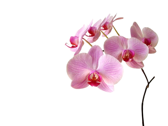Un mazzo di fiori rosa su uno sfondo bianco