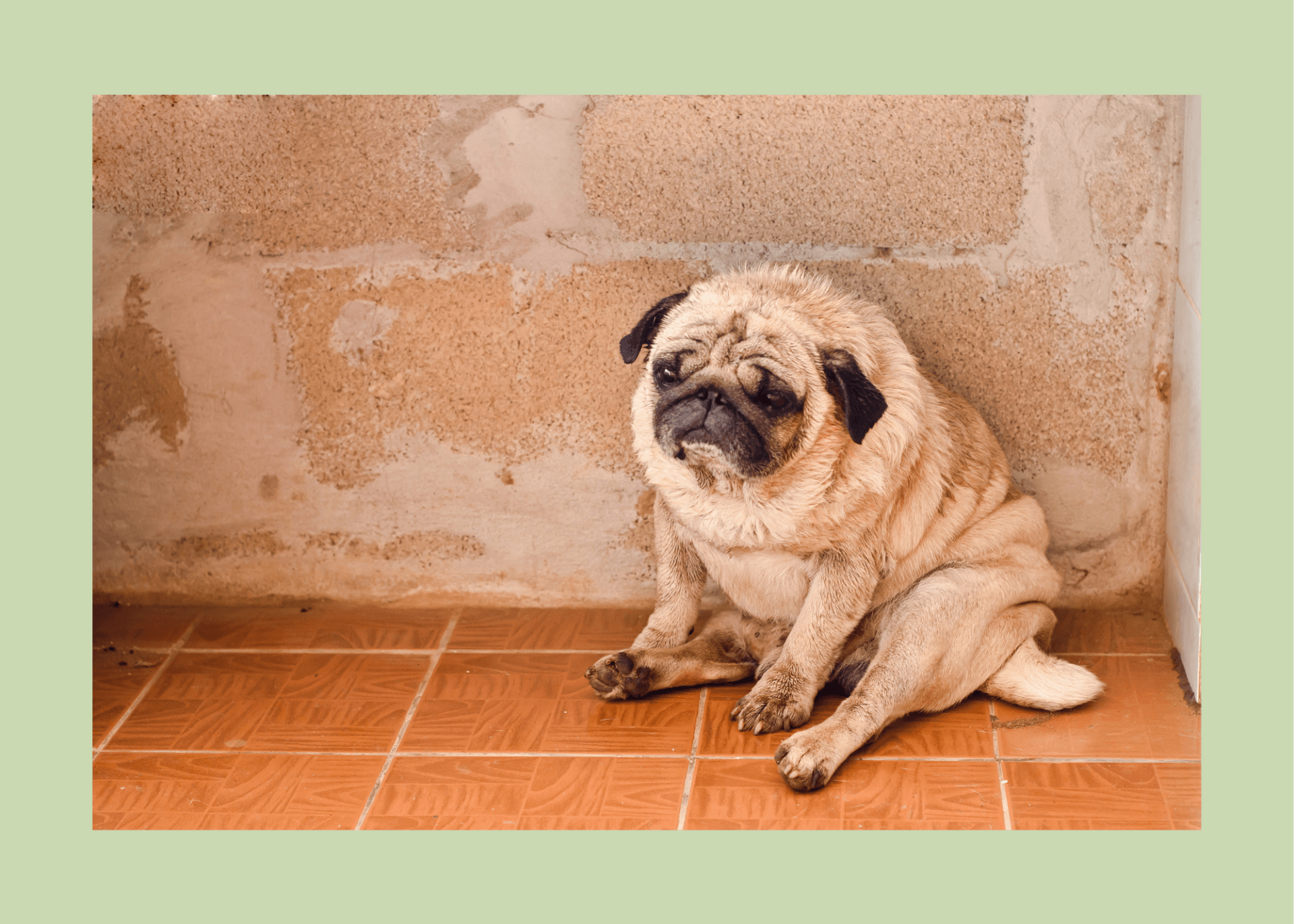 sad pug sitting in a corner