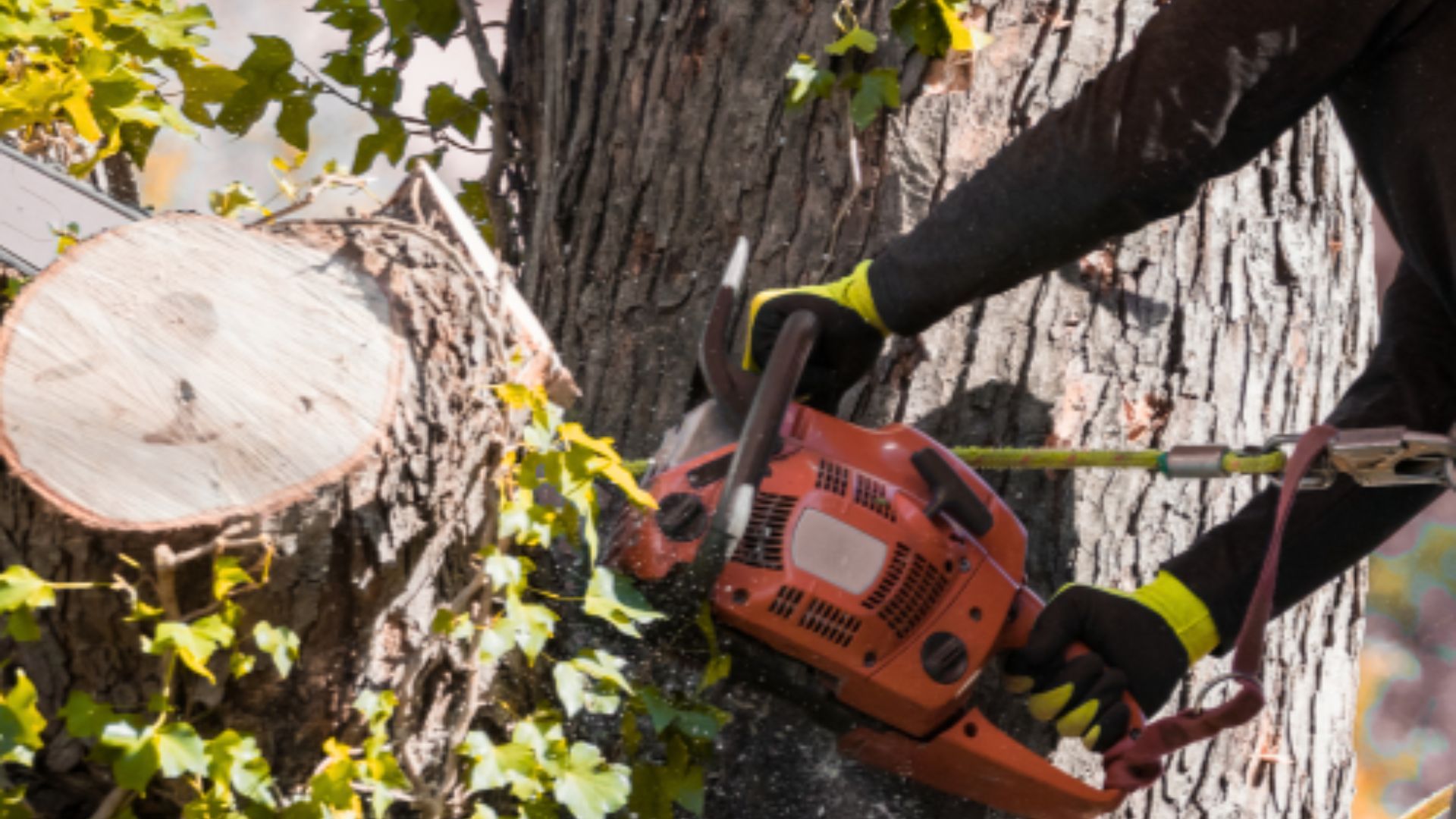 A worker in high-visibility gloves uses an orange chainsaw to cut into a thick tree trunk.