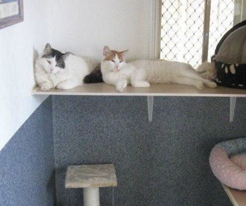 Three Cats Are Laying On A Shelf In A Room — Hunter Pet Motel in Elderslie, NSW