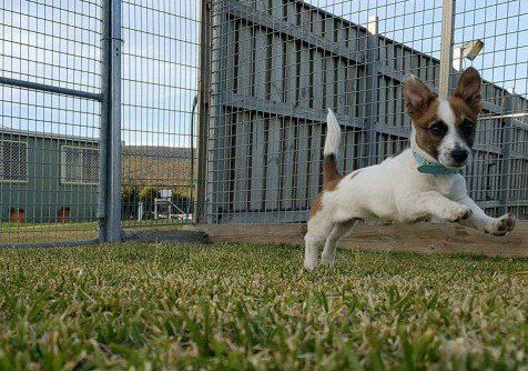 A Small Dog Is Jumping In The Grass In Front Of A Fence — Hunter Pet Motel in Elderslie, NSW