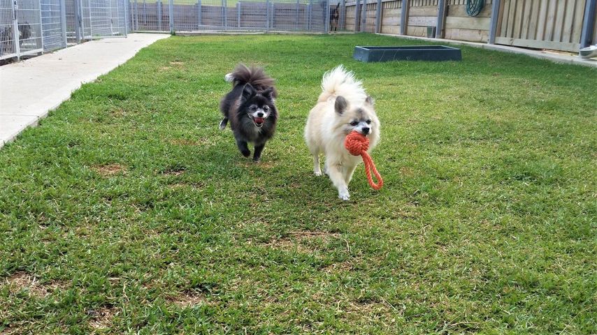 Two Dogs Running — Hunter Pet Motel in Elderslie, NSW