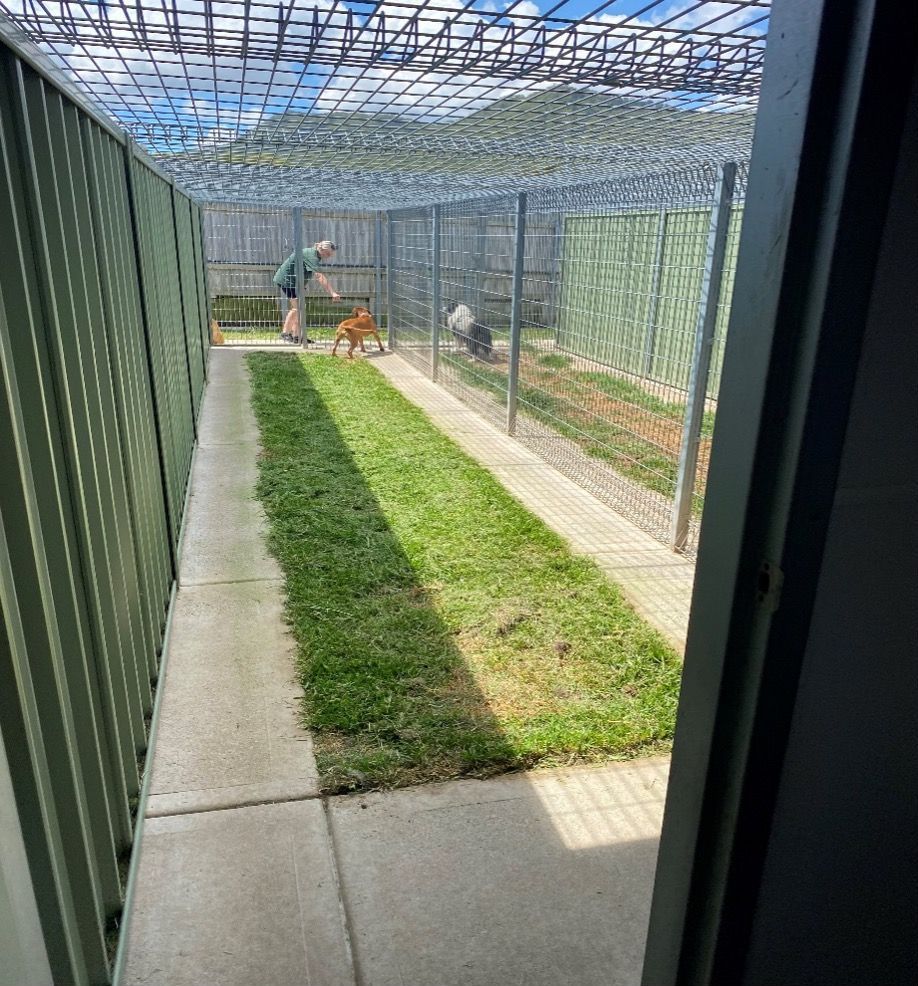 A Man Is Walking A Dog In A Fenced In Area — Hunter Pet Motel in Elderslie, NSW