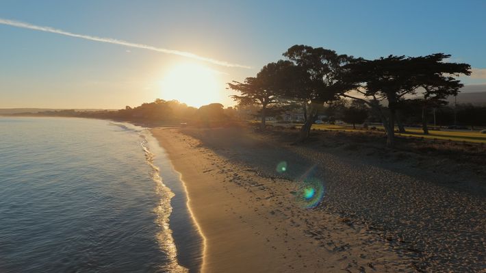Seashore — Monterey, CA — Tope’s Tree Service