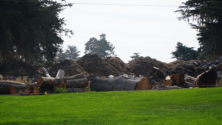 Huge Trunks — Monterey, CA — Tope’s Tree Service