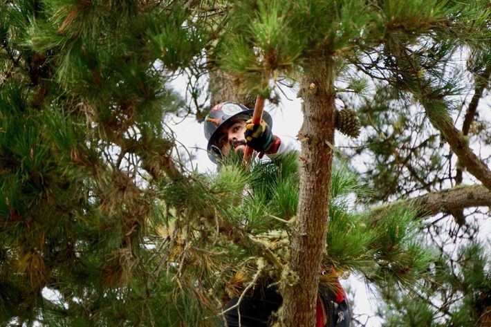 Man Doing Tree Care Service — Monterey, CA — Tope’s Tree Service