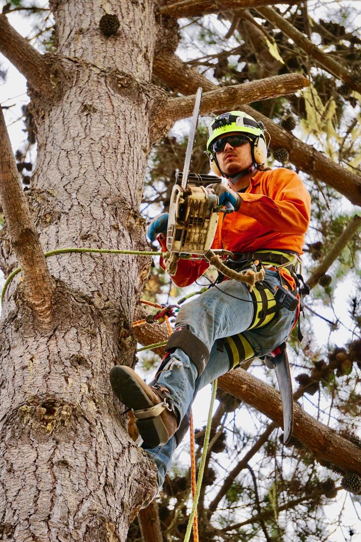 Tree Surgeon Cutting Branches Of Tree — Monterey, CA — Tope’s Tree Service