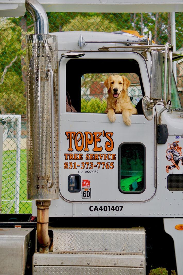 Company Dog And Truck — Monterey, CA — Tope’s Tree Service