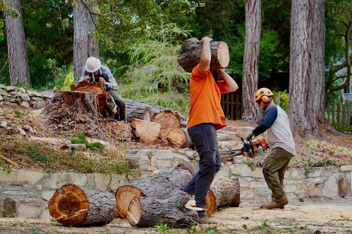 Men Doing Tree Service — Monterey, CA — Tope’s Tree Service