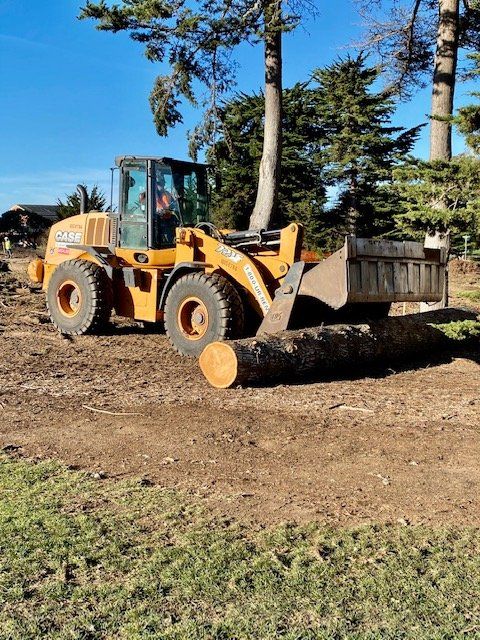 A yellow Case wheel loader carries a large log. Dirt and trees in background. Bright blue sky.