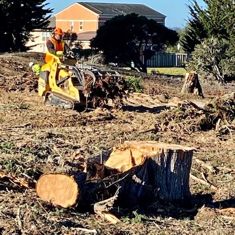 Professional Tree Care Service — Monterey, CA — Tope’s Tree Service