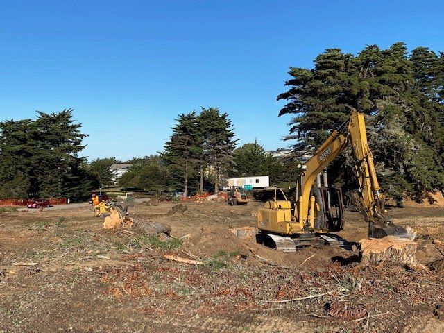 Yellow excavator removing tree stumps in a construction site, blue sky.