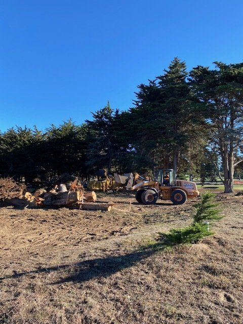 A front loader operating near cut logs and a row of trees on a sunny day.
