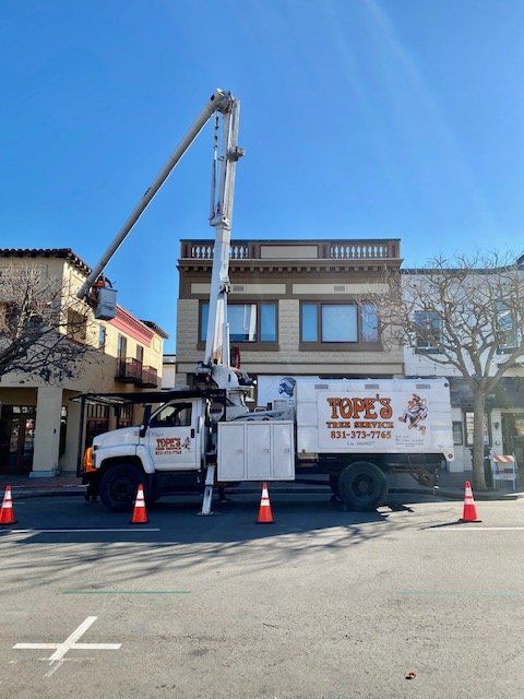 White tree service truck with extended lift trimming a tree in front of a building.