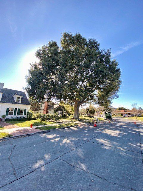 A large, leafy tree dominates a residential street, with houses on either side under a sunny sky.
