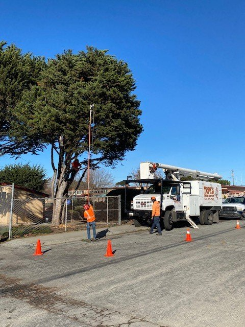 Utility workers trimming a tree near a truck on a sunny day.