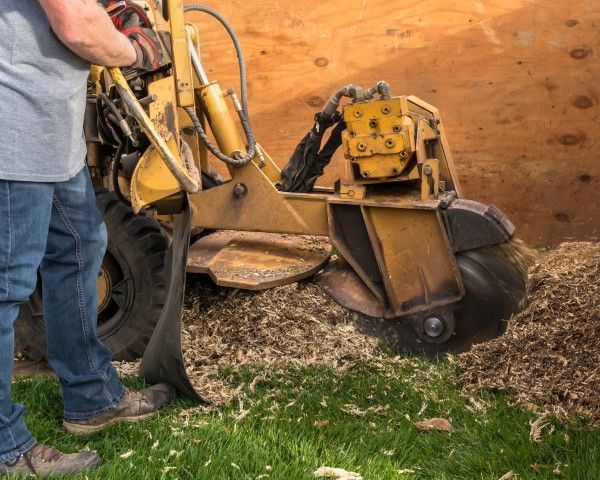 Man operating a yellow stump grinder on a grassy area, creating wood chips.