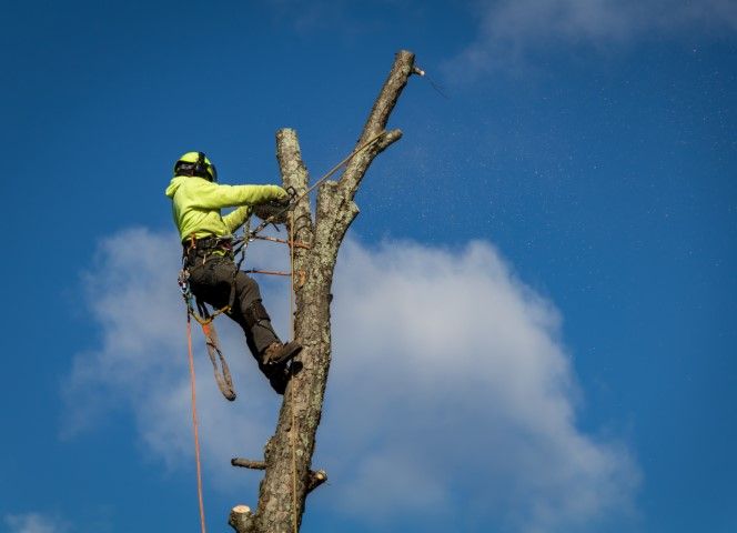 Arborist in green safety gear cutting a tree branch against a blue sky with clouds.