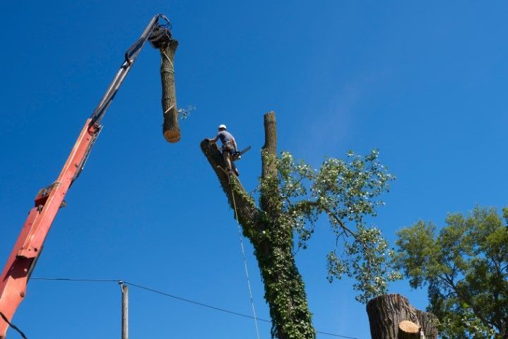 Man cutting tree branches with a chainsaw, crane lifting a log, blue sky.