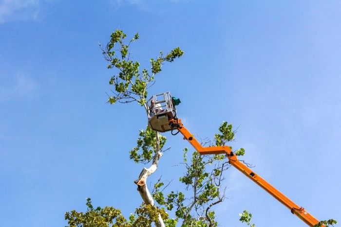Orange lift trimming branches from a tall tree against a blue sky.