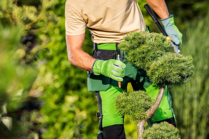 Gardener pruning a topiary with green gloves and clothing, outdoors in sunlight.