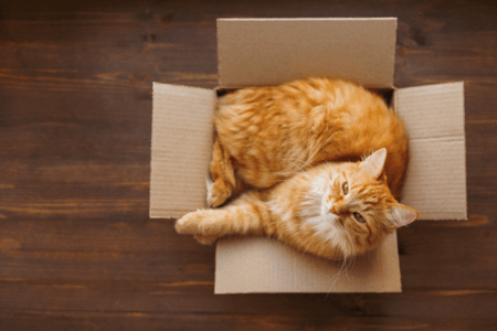 Image of a cat laying in a box that is too small for it