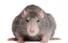 ratto