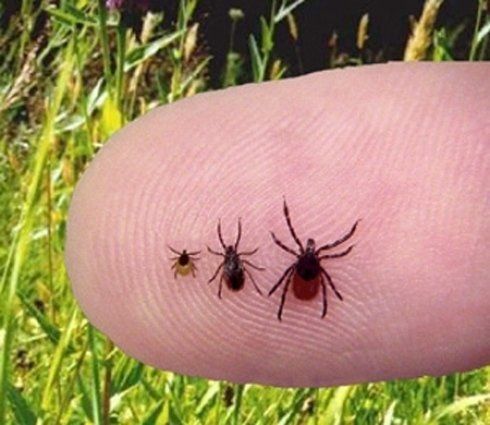 vari insetti infestanti