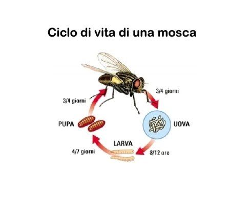 ciclo di vita di una mosca