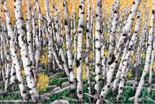 Birch trees with white bark and black markings against a backdrop of yellow foliage and green grass.