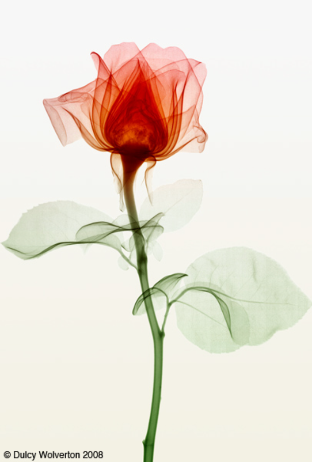 X-ray of a red rose with green stem and leaves against a white background.