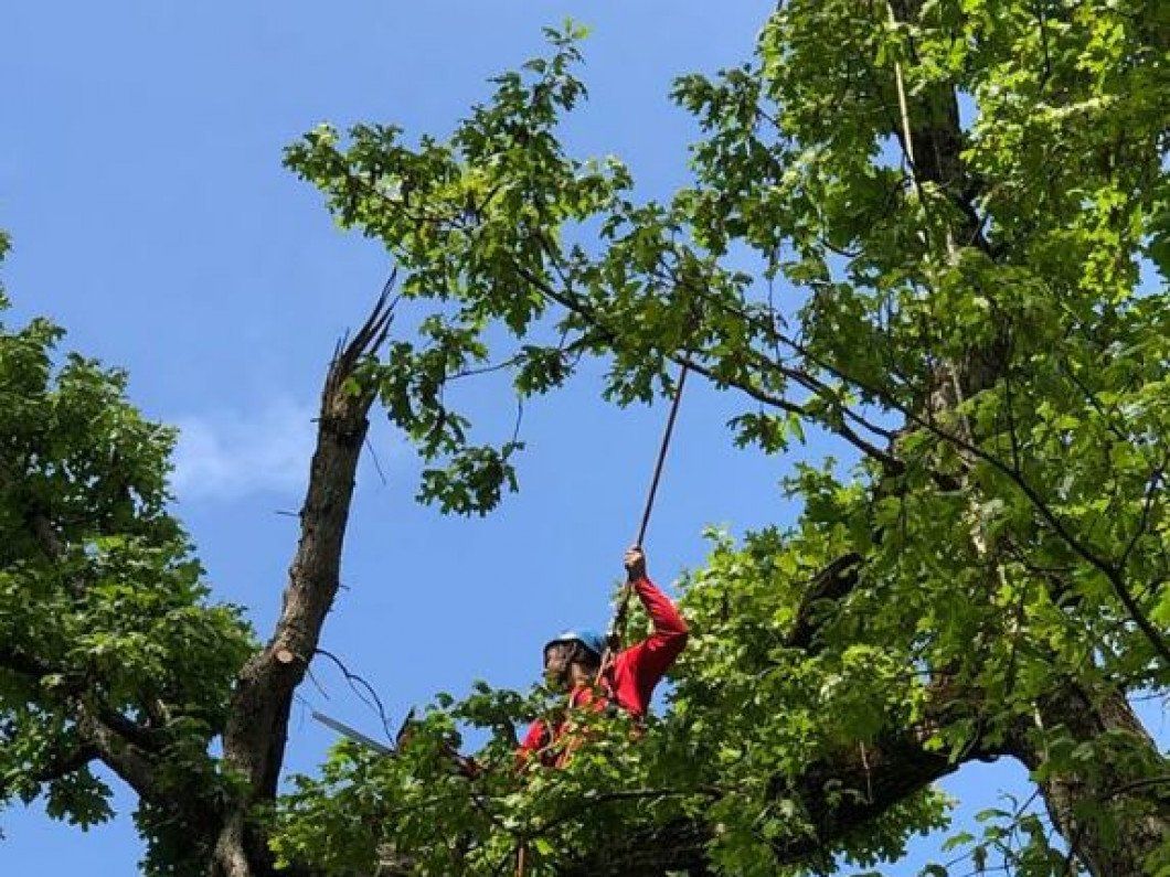 A man at the top of the tree doing a canopy trimming