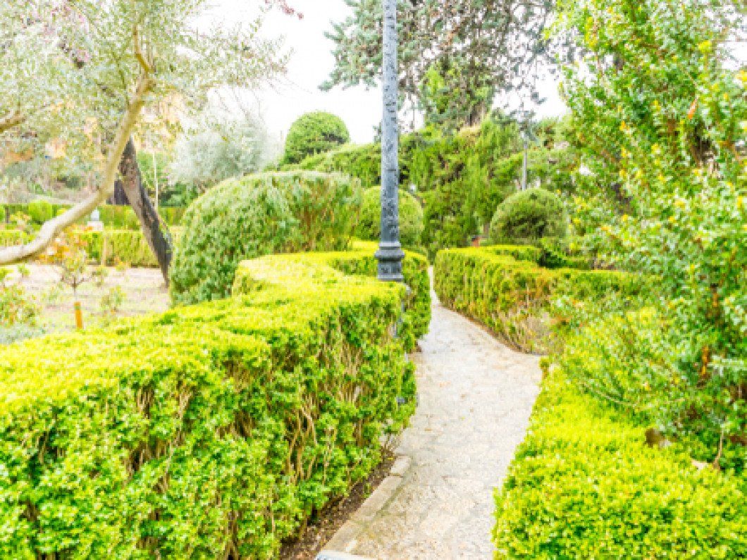 Labyrinth of green shrubs in the city