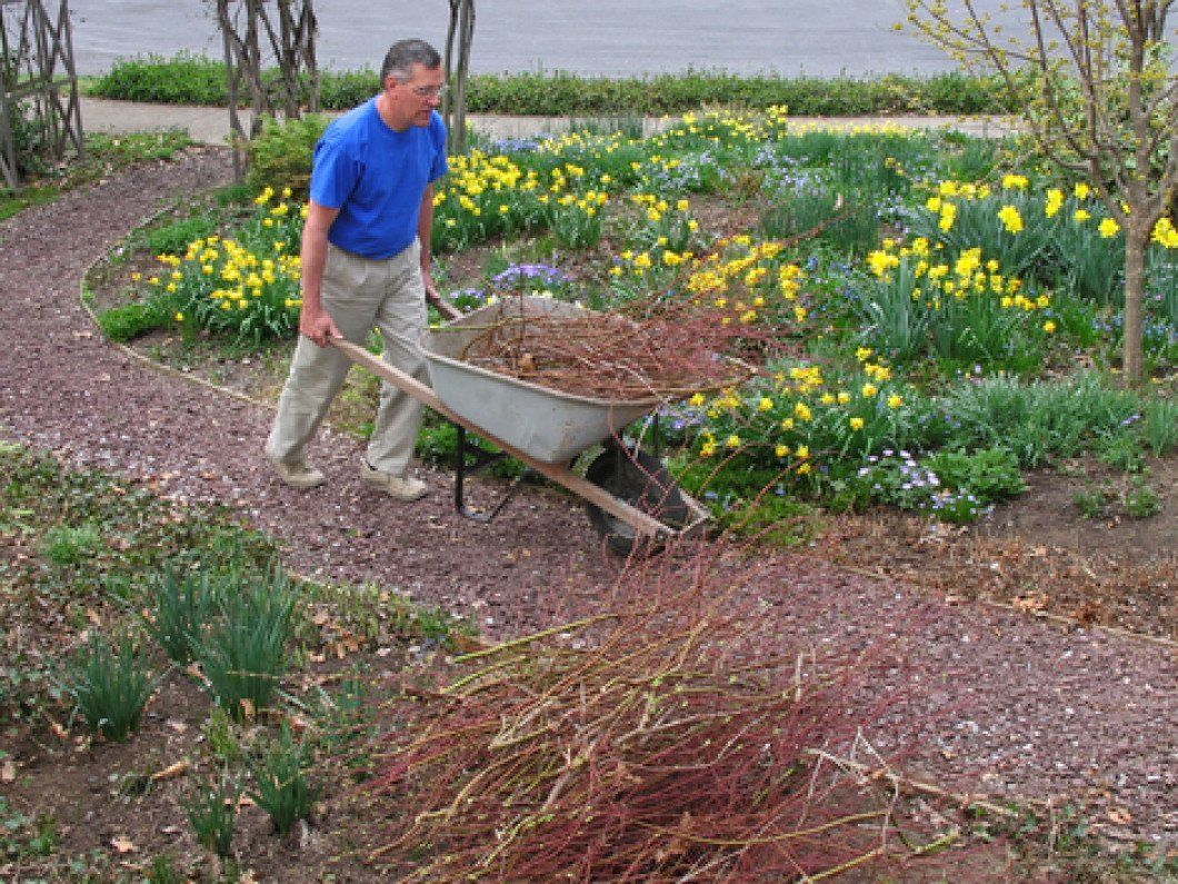 Man pushing wheelbarrow filled with red twig dogwood trimmings