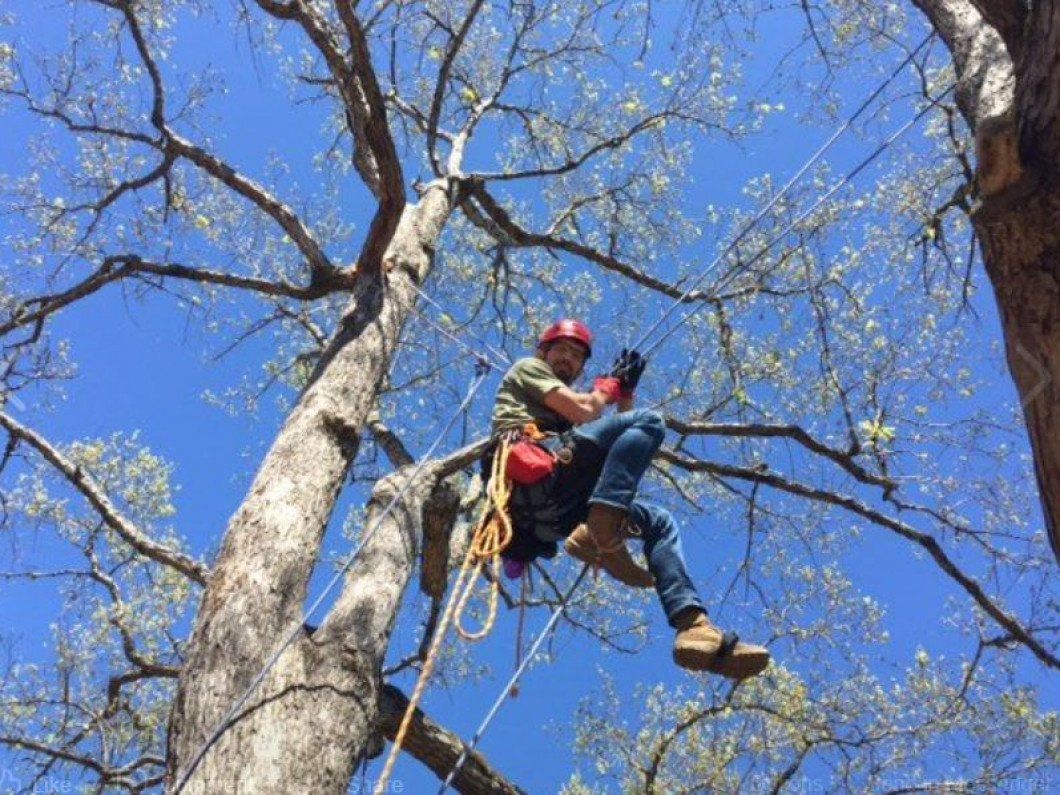 A crew working at the top of the tree