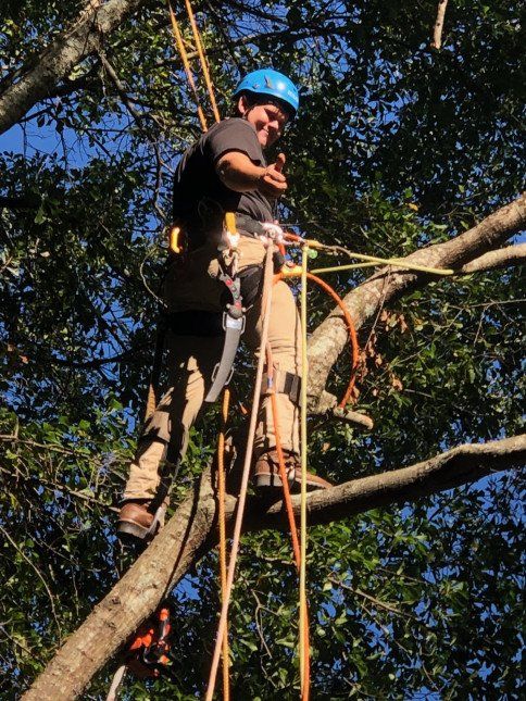 Image of Caleb Bryson while working on a tree