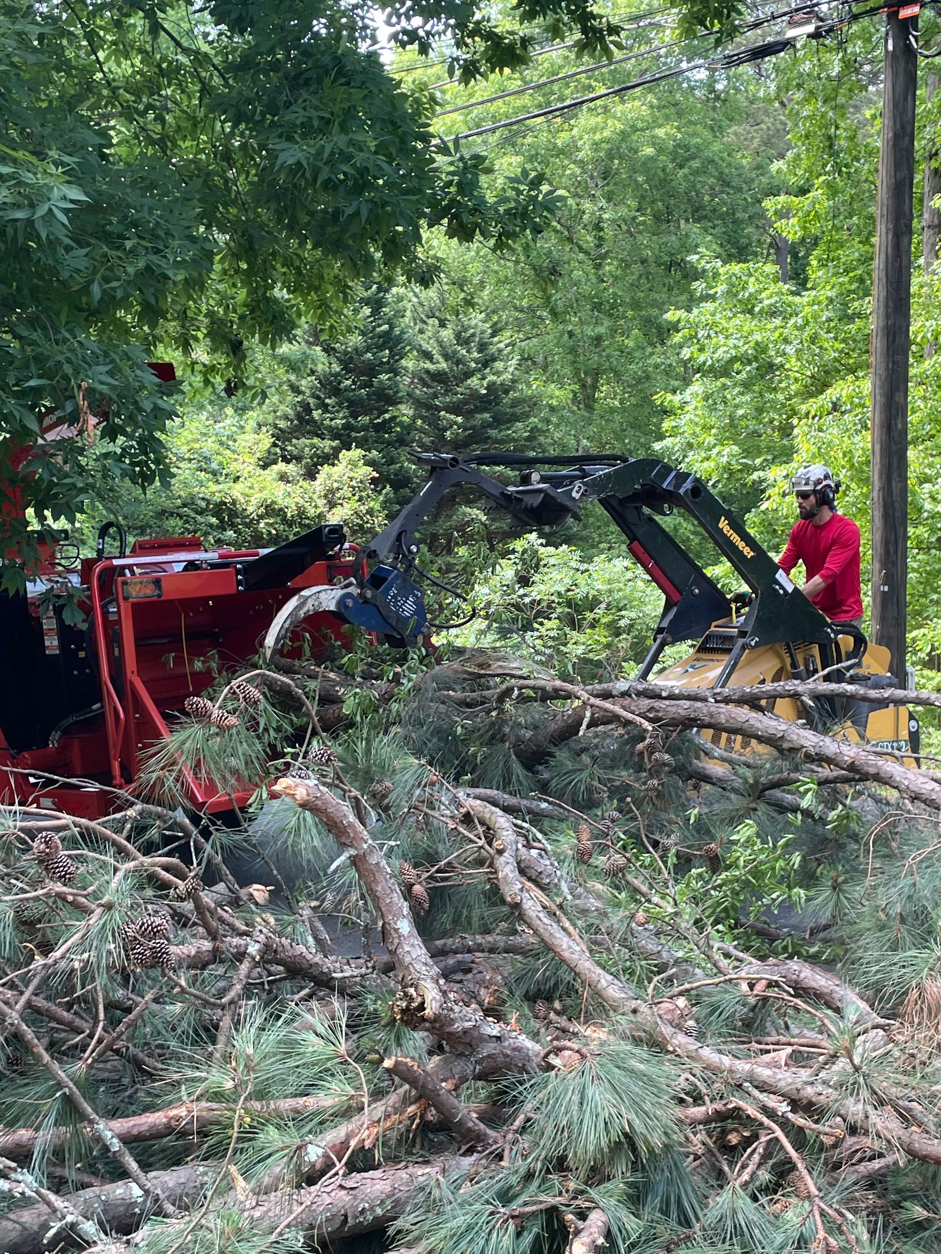 A man is using a machine to remove trees from a forest.