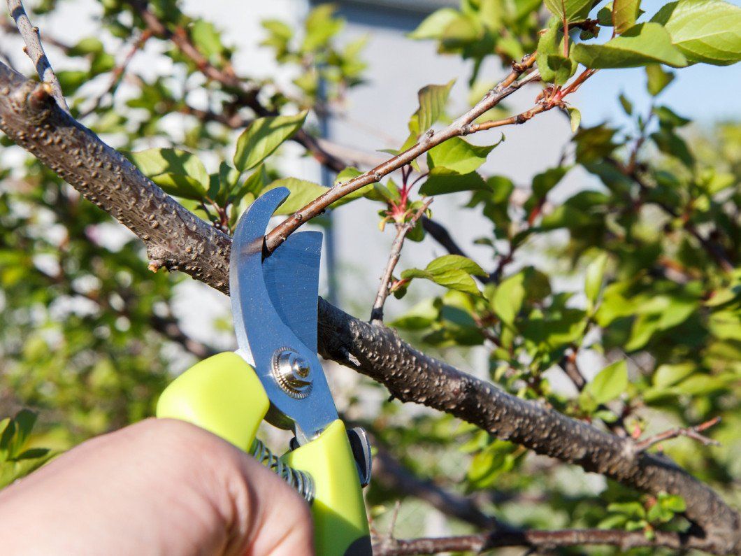 A gardener doing maintenance work and pruning trees