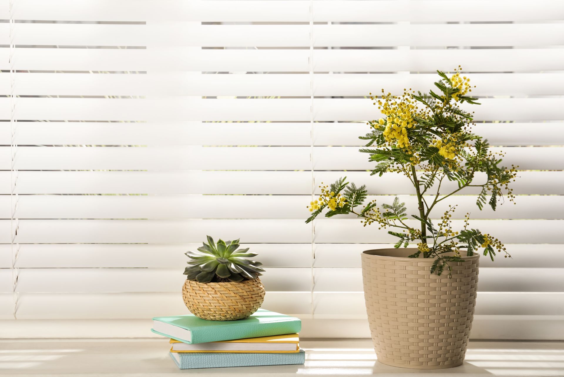 Two potted plants on stacked books in front of white window blinds Two potted plants on stacked books in front of white window blinds