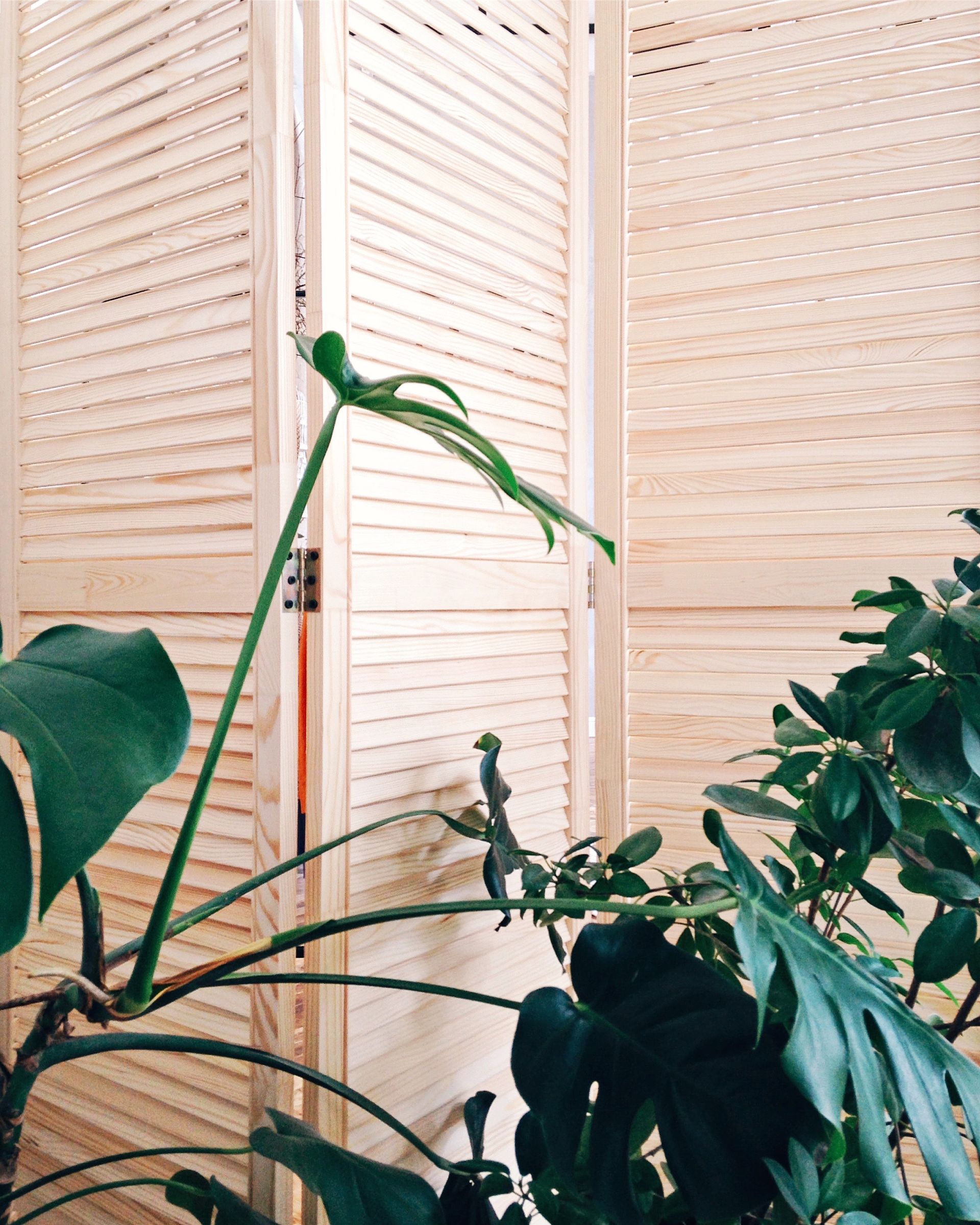 Potted green houseplants in front of a beige folding screen