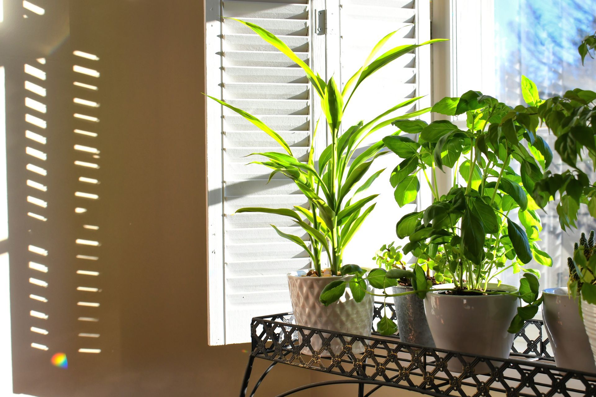 Potted green houseplants on a metal table by a sunlit window with blinds
