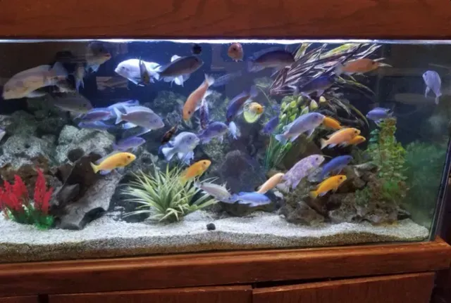 A large aquarium filled with lots of fish and plants.