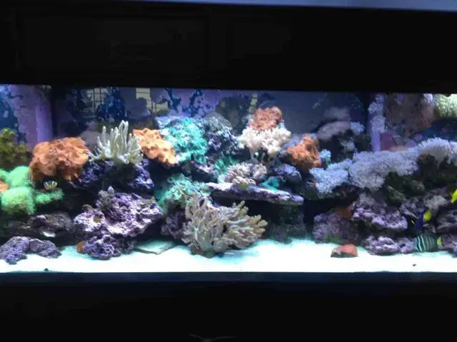 An aquarium filled with lots of corals and fish.