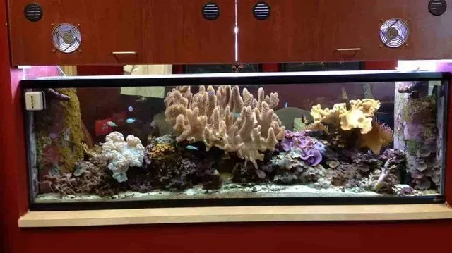 A large aquarium filled with corals and fish in a room.