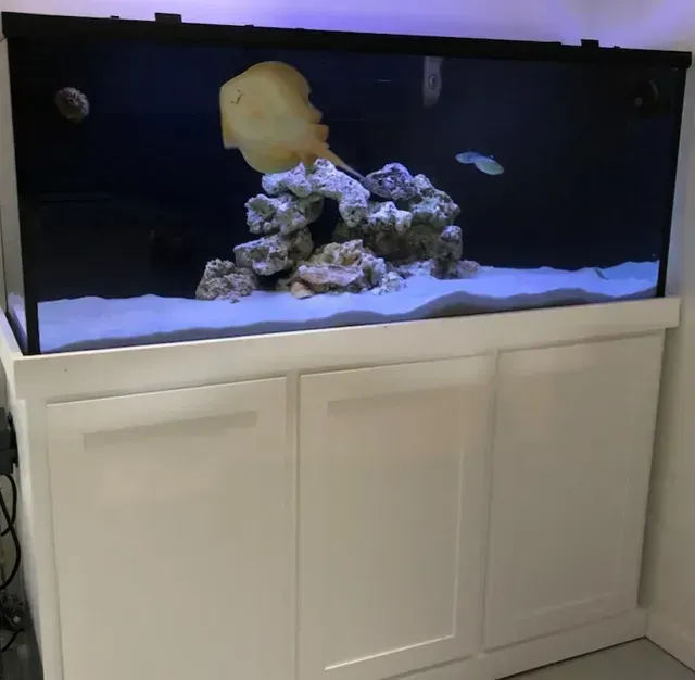 A large aquarium with fish and rocks in it