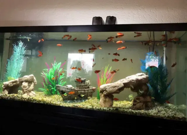 A large fish tank filled with fish and plants.