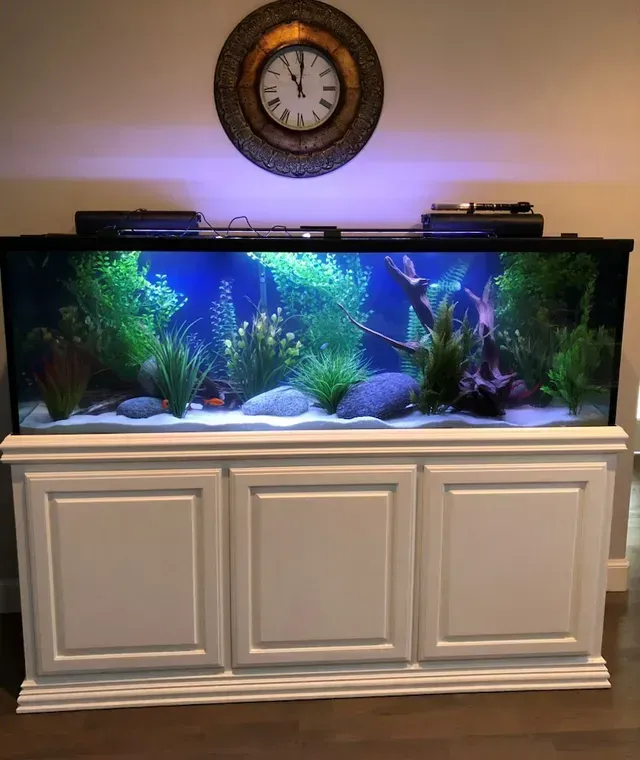 A large aquarium with a clock on the wall above it