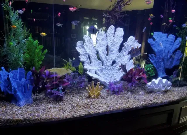 A large fish tank filled with fish and corals.