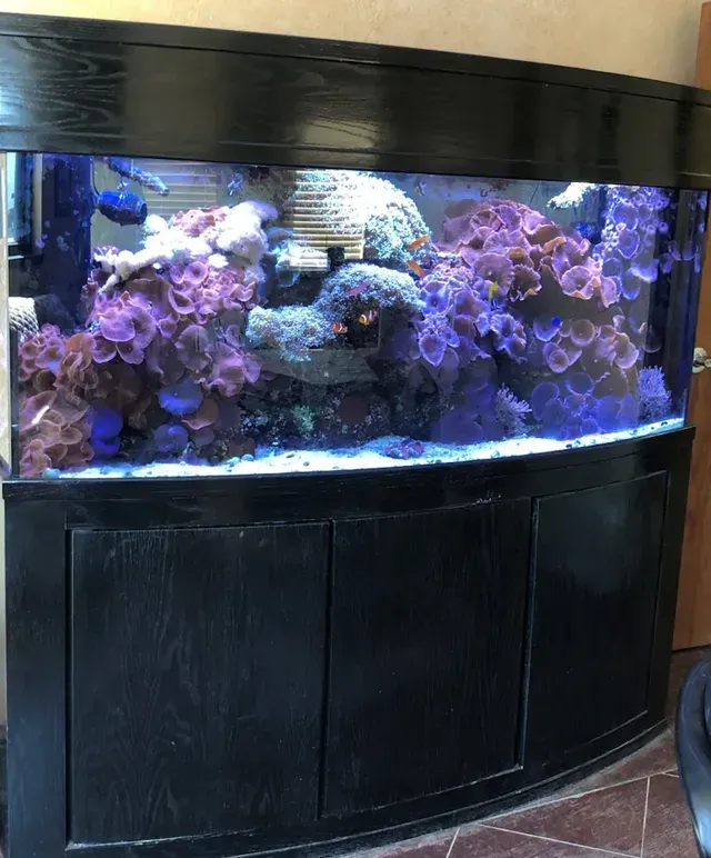 A large aquarium with purple corals and fish in it