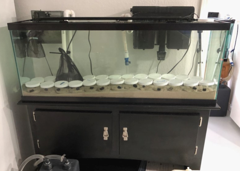 A large fish tank is sitting on top of a black cabinet.